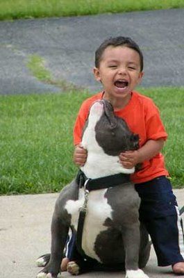 pitbull-and-child-759940.jpg